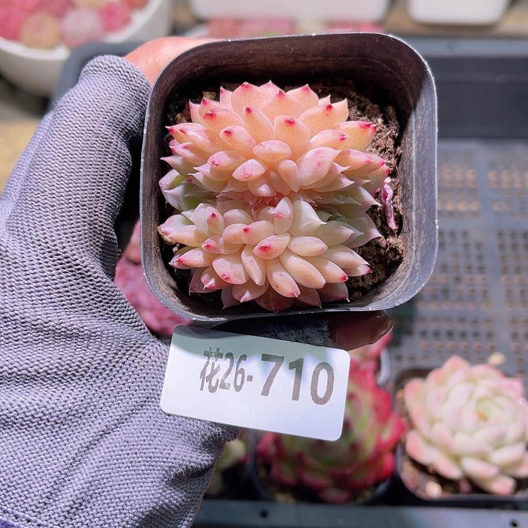 花26-710新品缀化