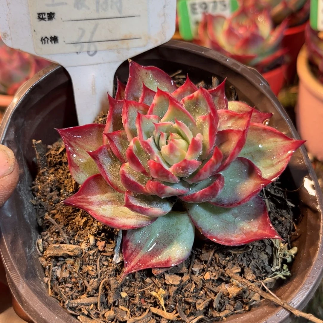 惊鸿一瞥612号多肉