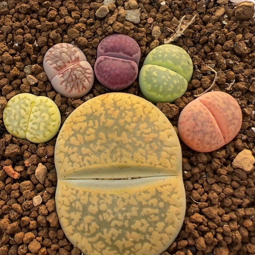 117多肉植物百科植物