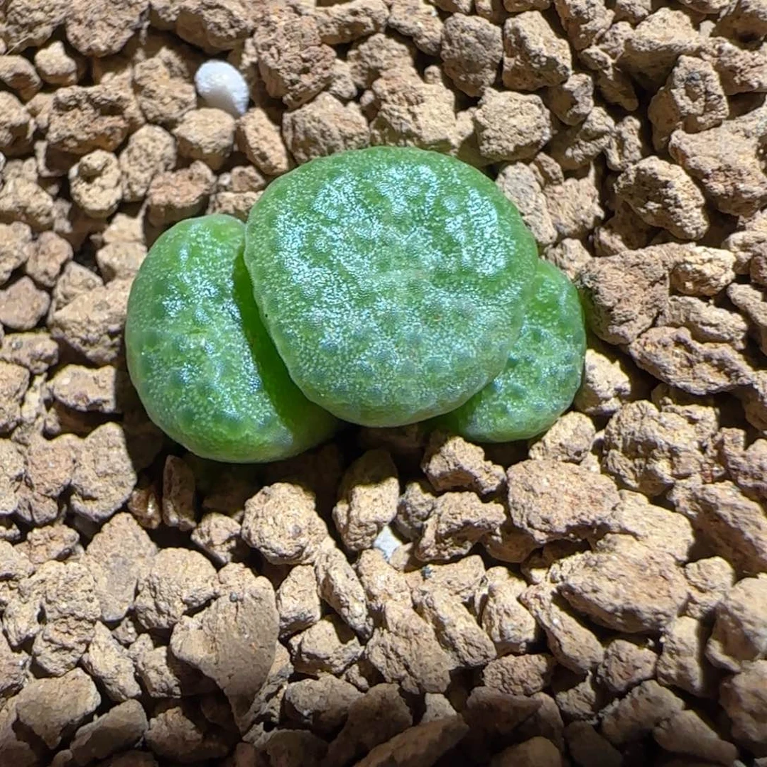 肉锥多肉植物组合-青团184