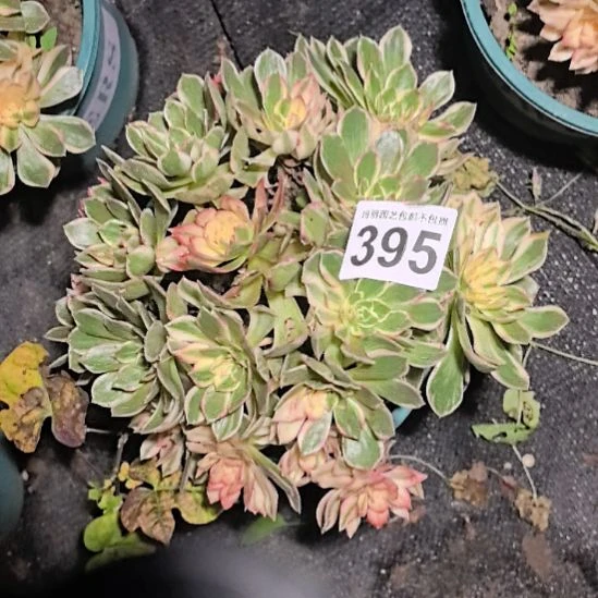 395黑魔锦法师3-2