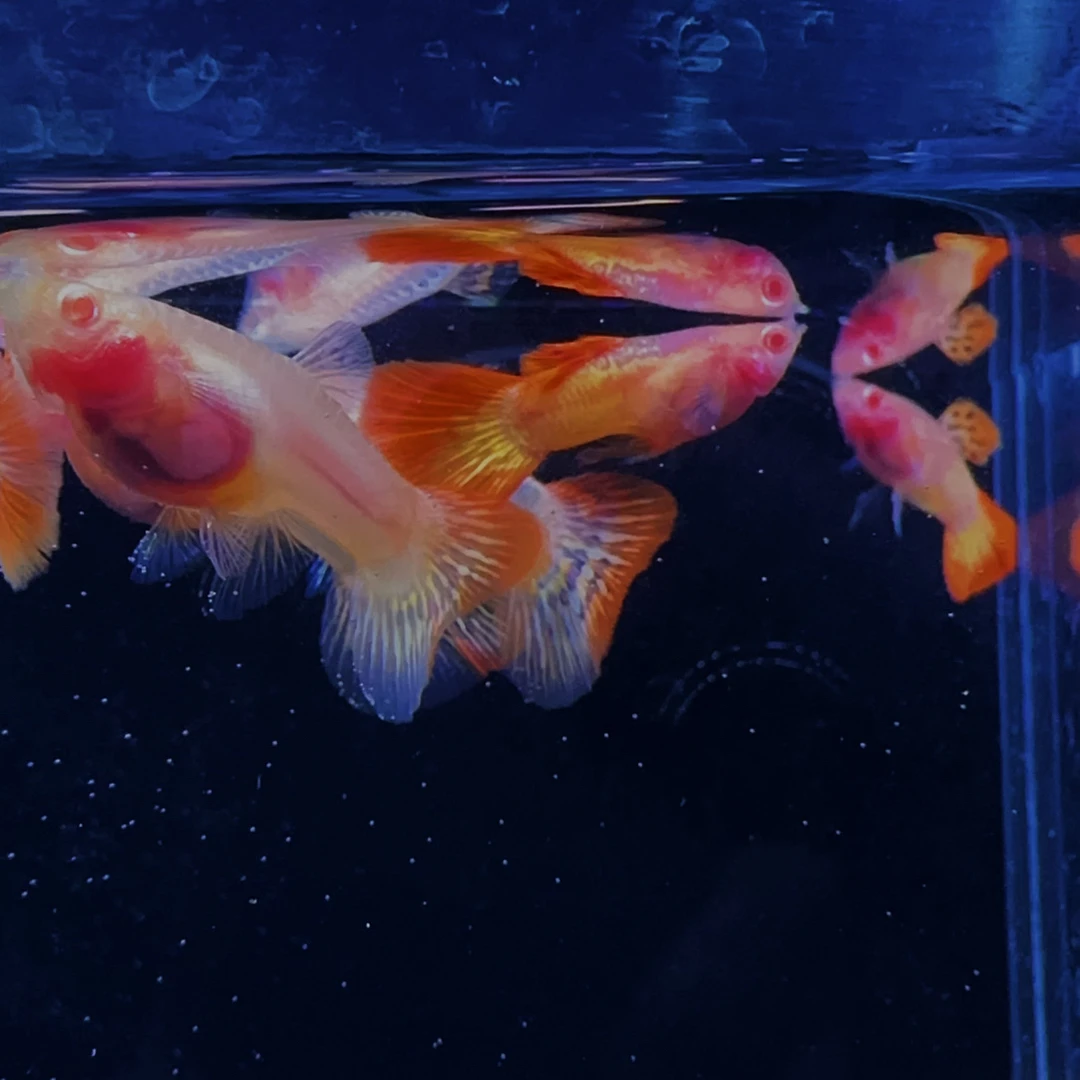 越南原线红龙白子