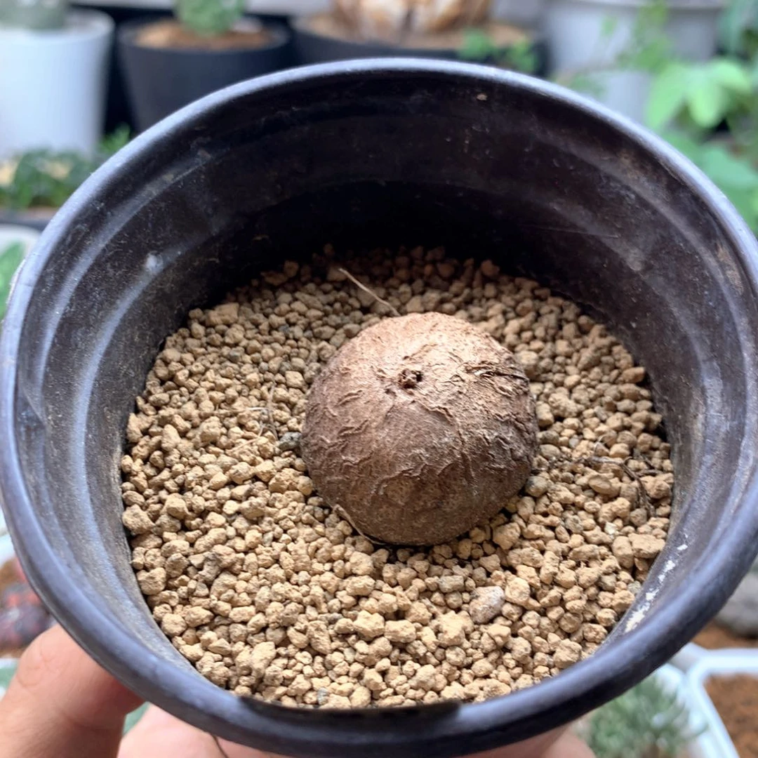 厚*服南非龟甲龙带盆发货