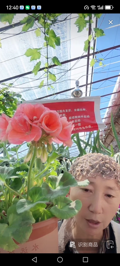 小三宫天竺葵大盆包邮到家