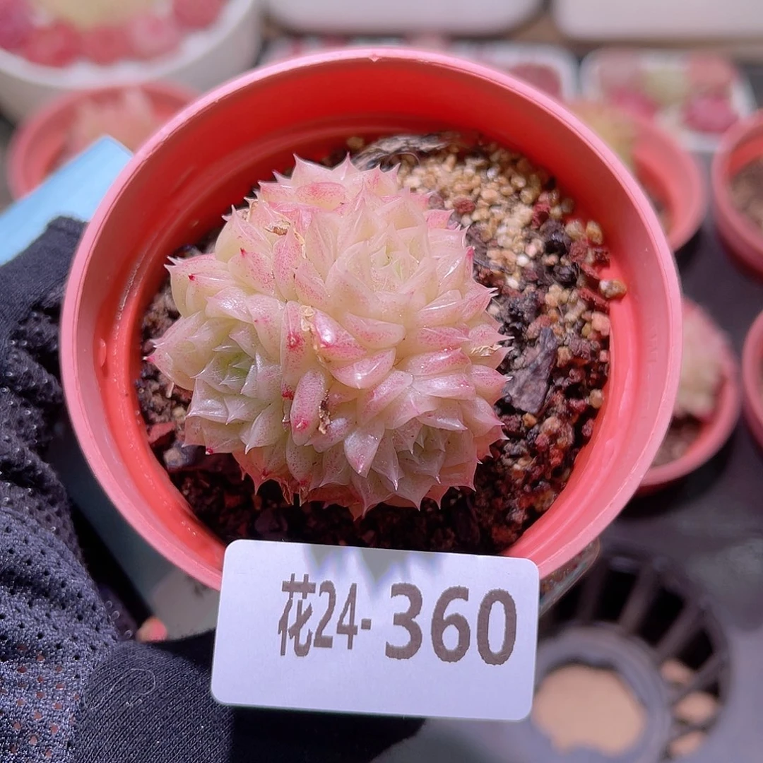 花利美24-360麦秆