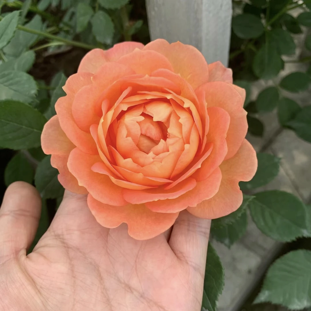 夏洛特夫人 爬藤月季夏夫人 藤本植物欧月花卉四季开浓香庭院阳台