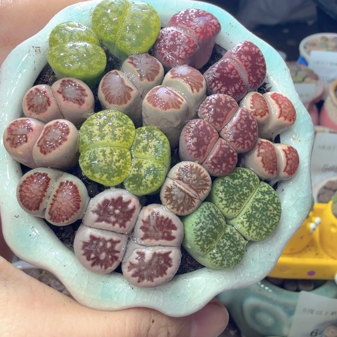 多肉植物福利冲冲啊729