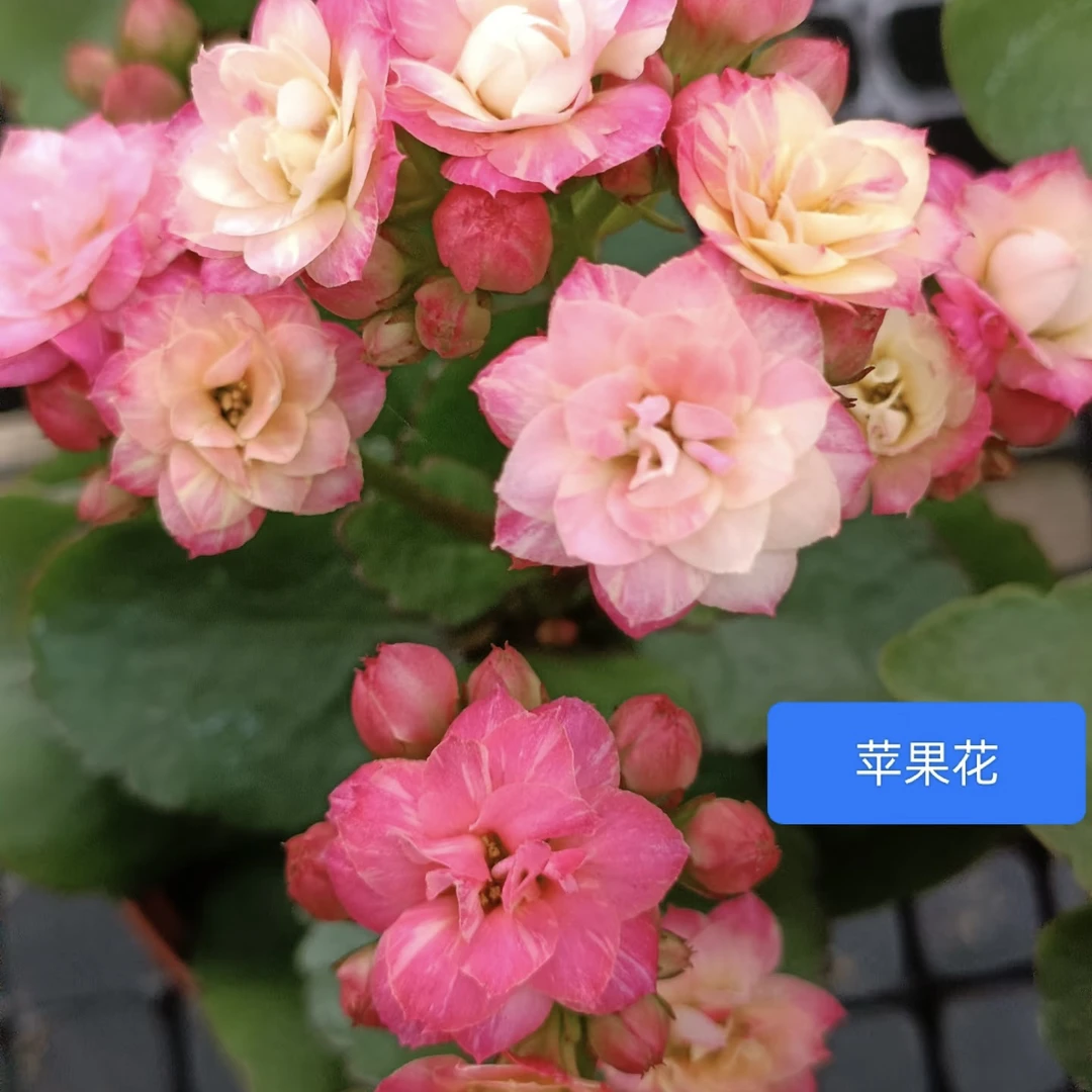 苹果花：精品长寿带花苞发货（烂叶黄叶断个别花苞不售后，介意勿拍）