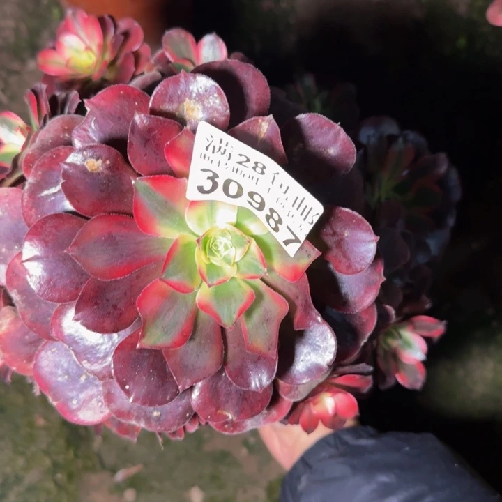 30987美杜莎多肉植物