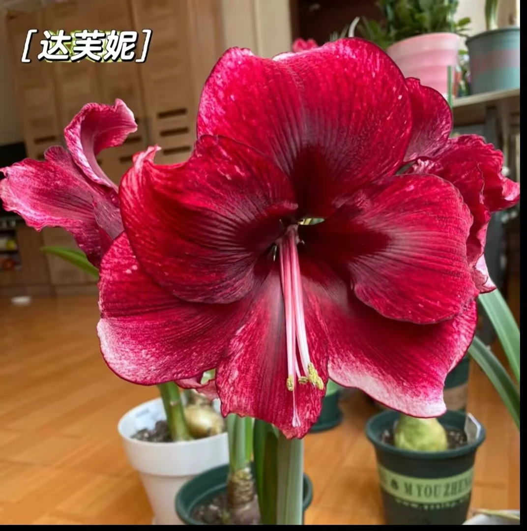 （2颗）达芙妮种球5-6厘米