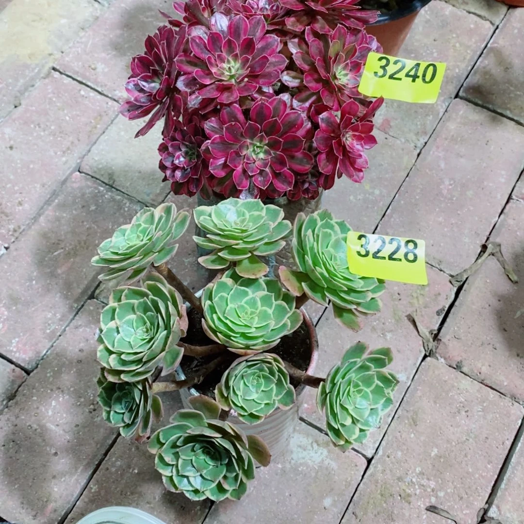 黑同白从林多肉法师3240分花妖3228