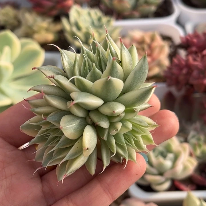 银星锦群生多头一颗