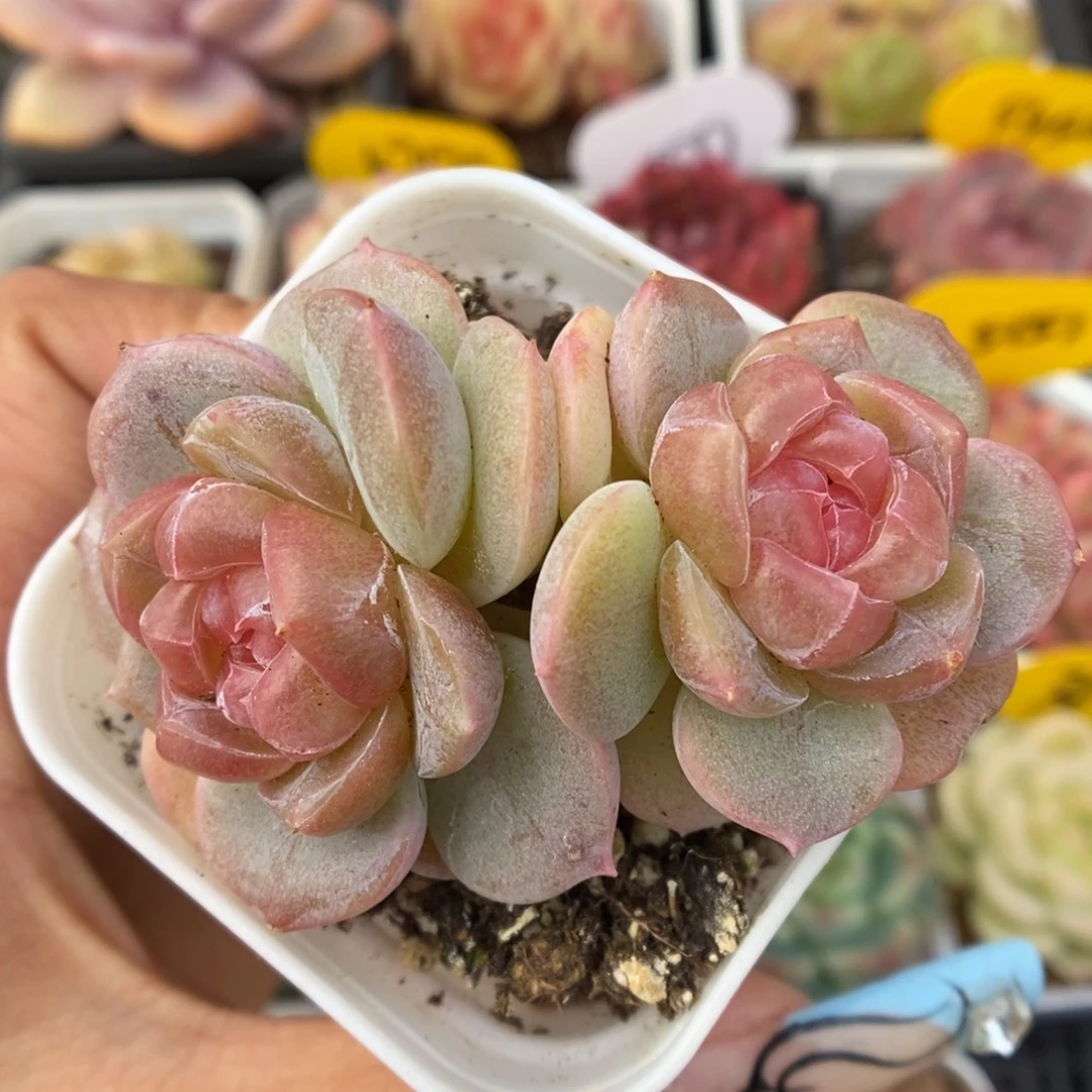 粉钻心珍妮可拍651号。