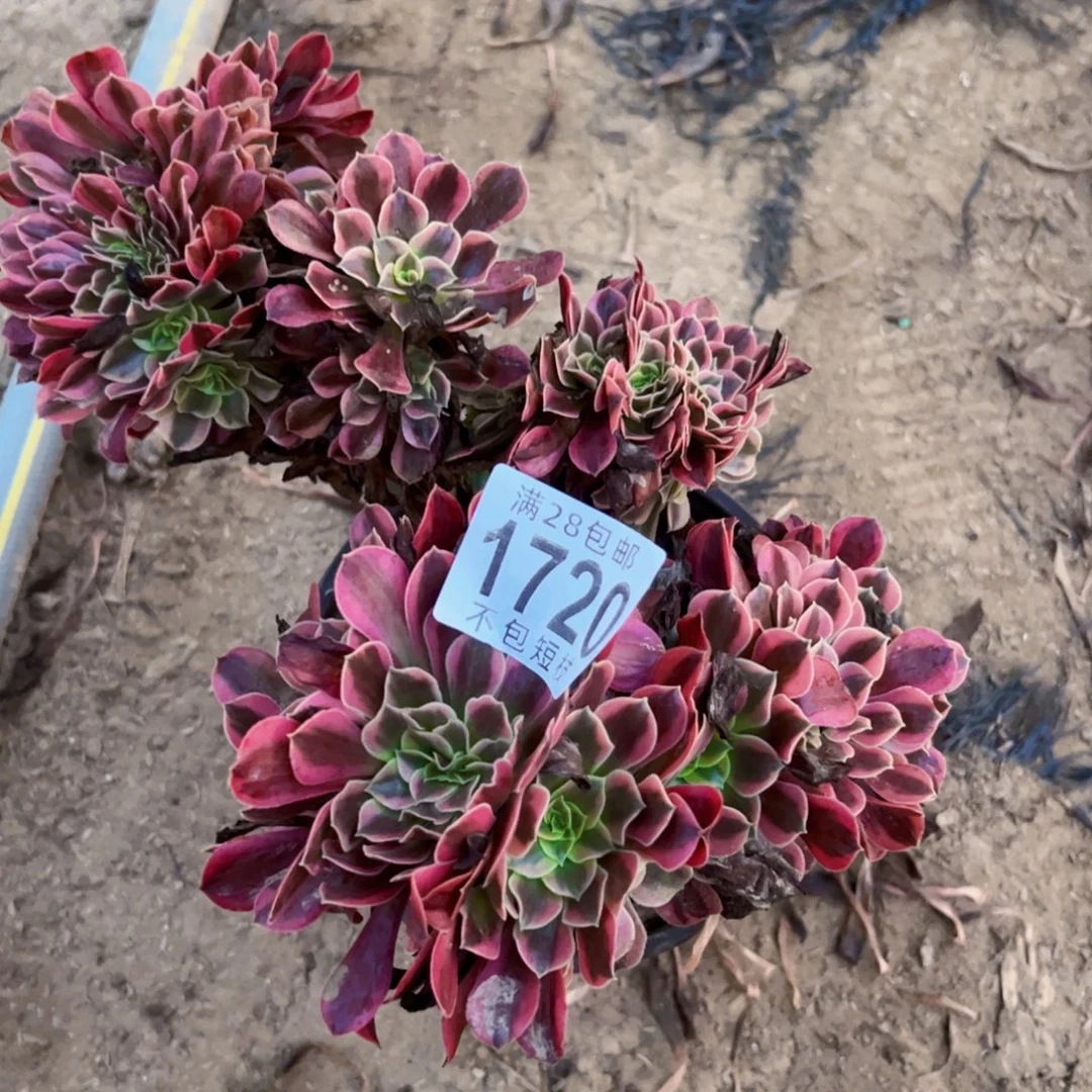 1720美杜莎缀多肉植物法师
