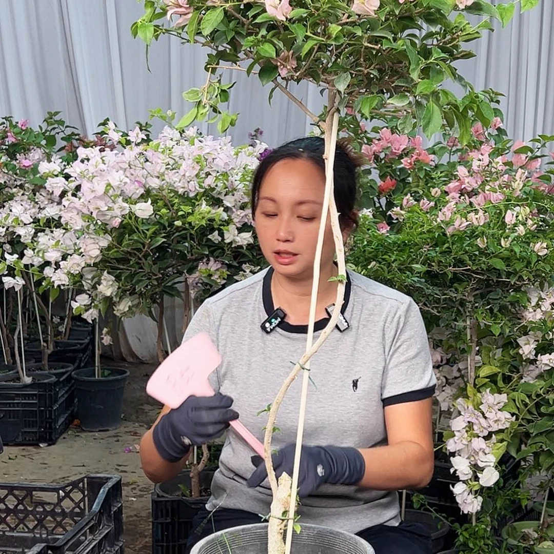 魅***影大部分花苞少量开放B55魔法
