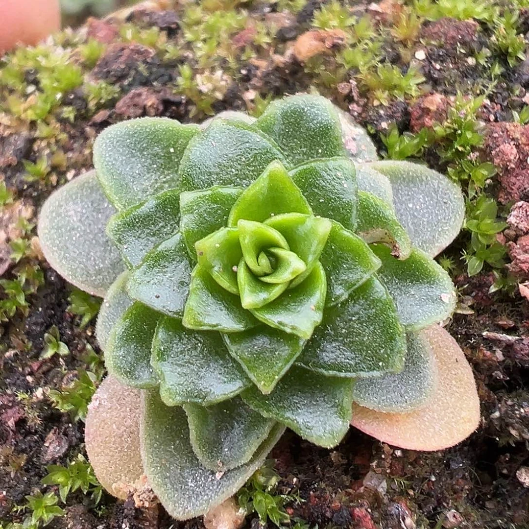 糖糖568 时烬龙梦