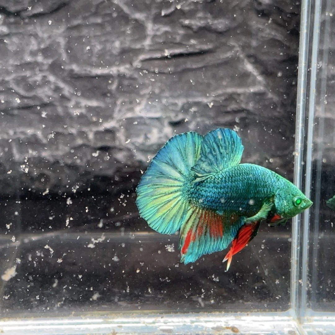 斗鱼蓝魔将军公鱼