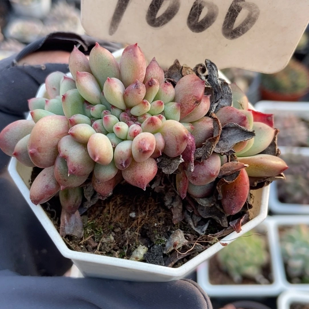 1000爱丽儿缀多肉