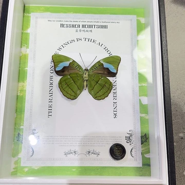 性***包蓝带鸭蛱蝶蝴蝶标本专拍