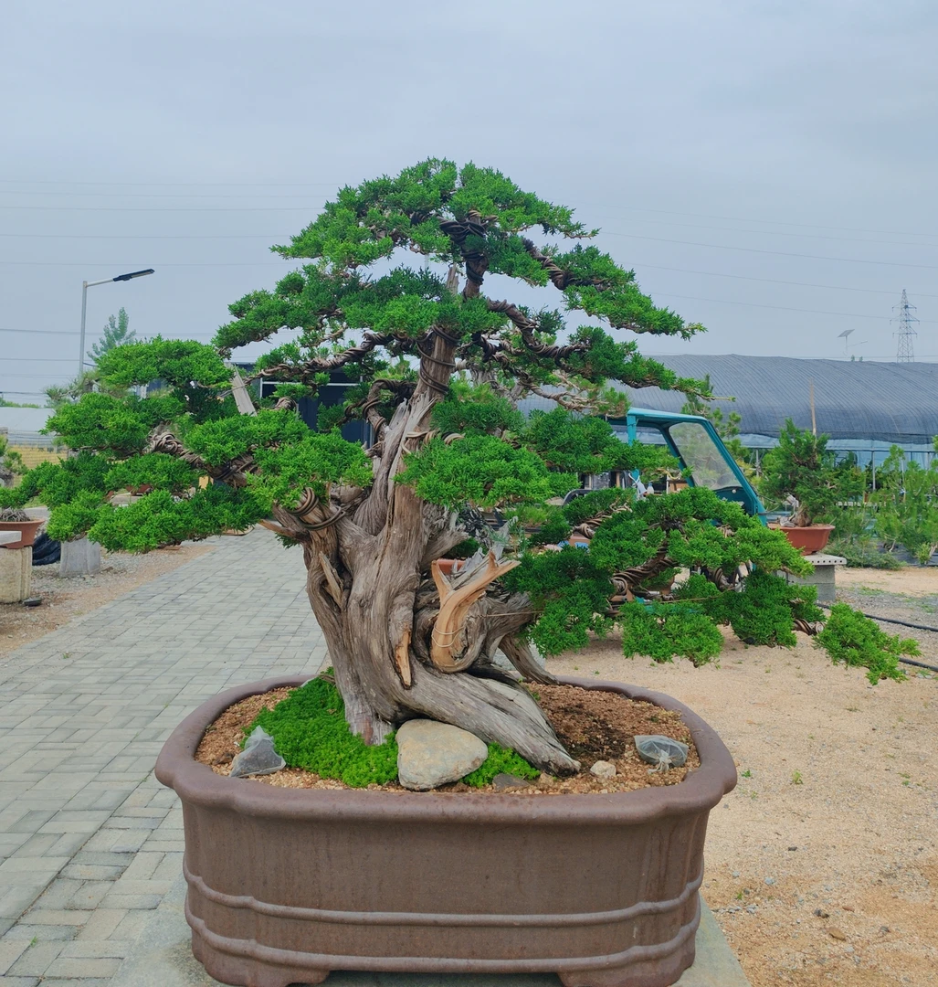 铭宇盆景，济州真柏，端正大气，直播间一物一拍