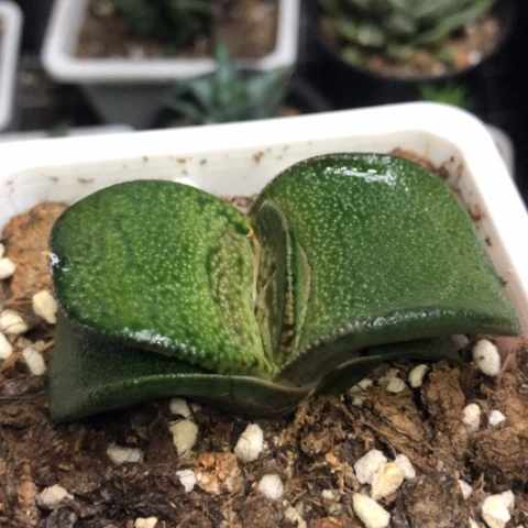蜗牛带盆发货哈哈哈哈