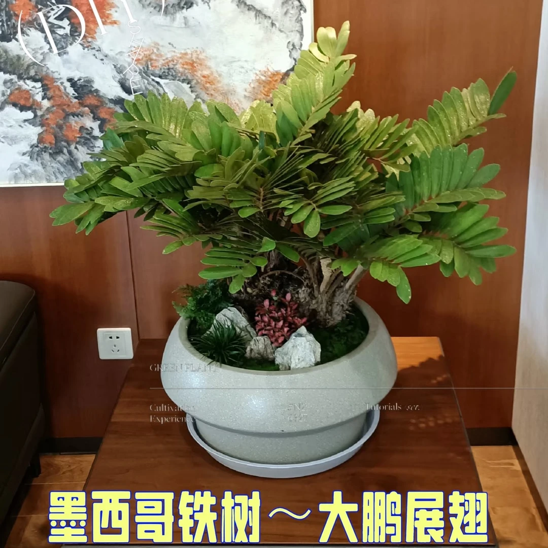 《一物一拍》墨西哥铁铁树红头苏铁盆栽绿植室内植物四季常青好养