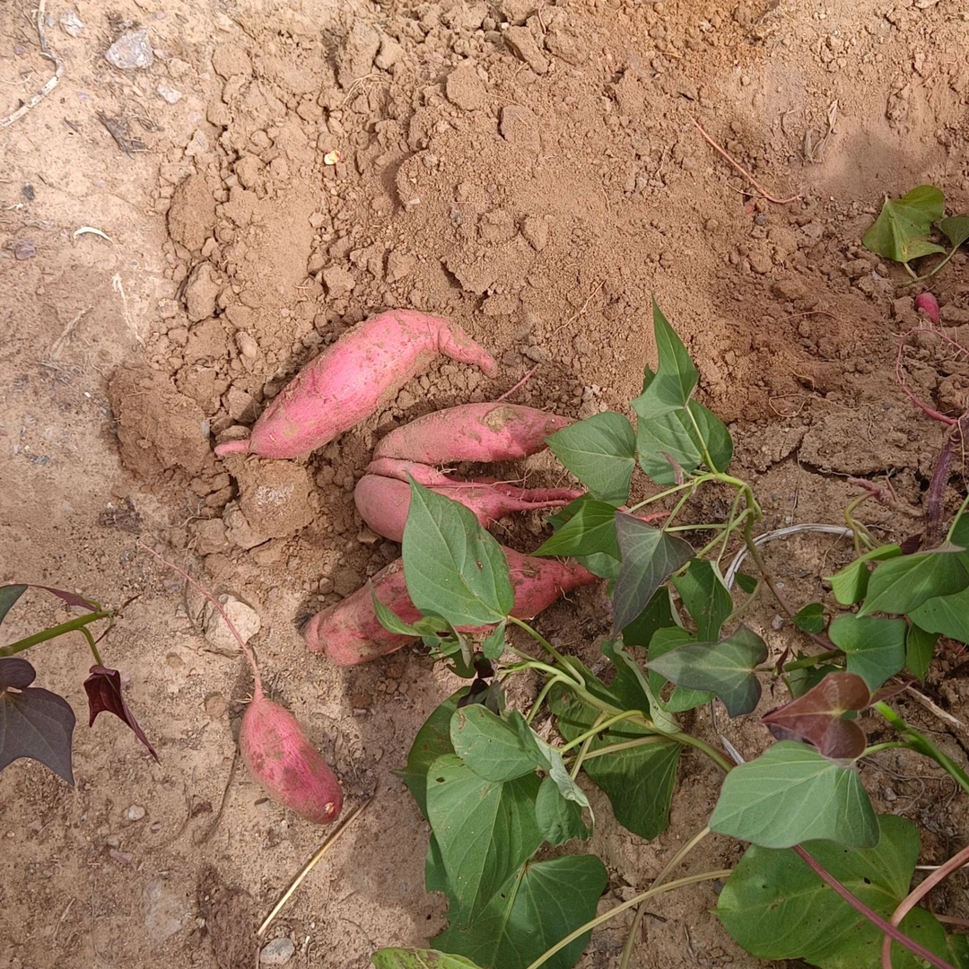 地瓜预售-9斤装-西瓜红品种-大小都有介意勿拍-平邮-产地即墨