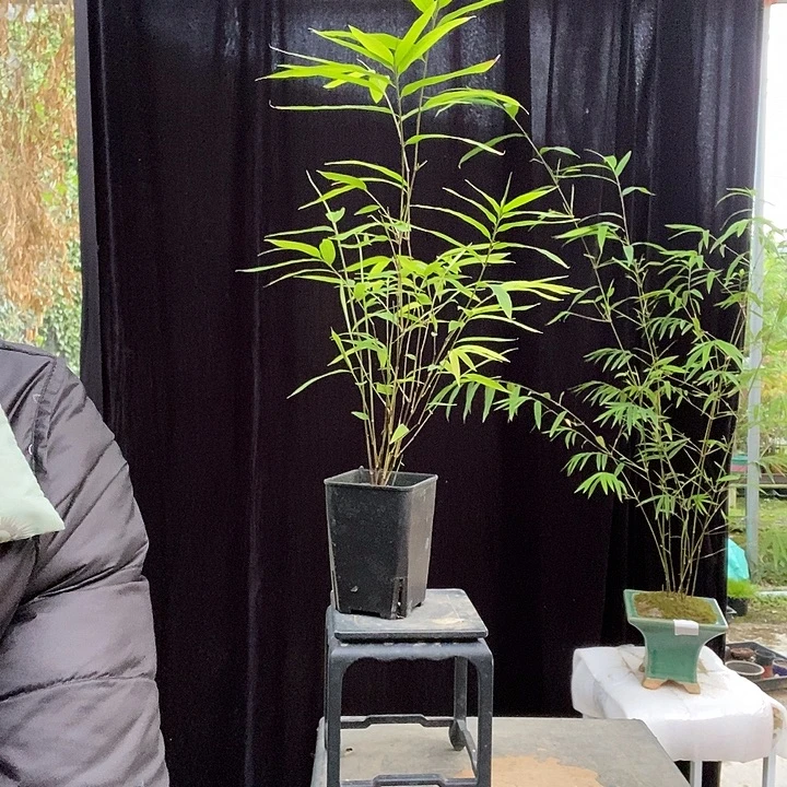 完全开放内门竹内门竹内门竹外