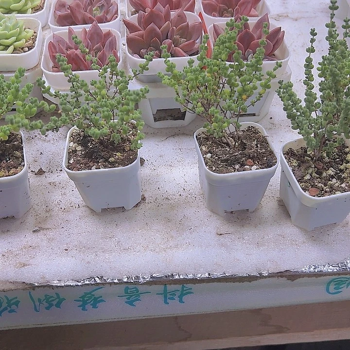 莱斯枝干19包邮多肉