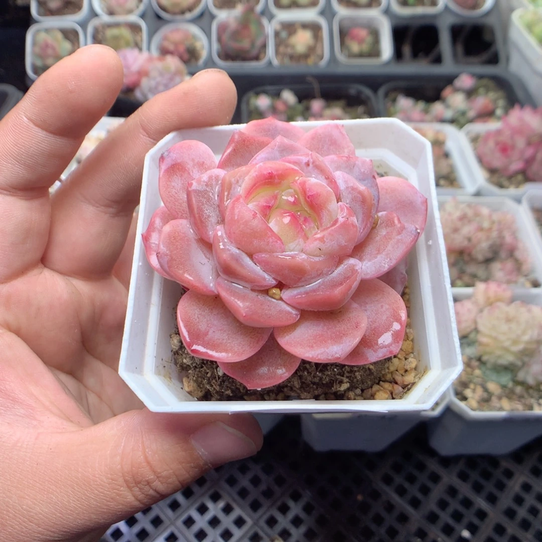 无花朵P45英语英语