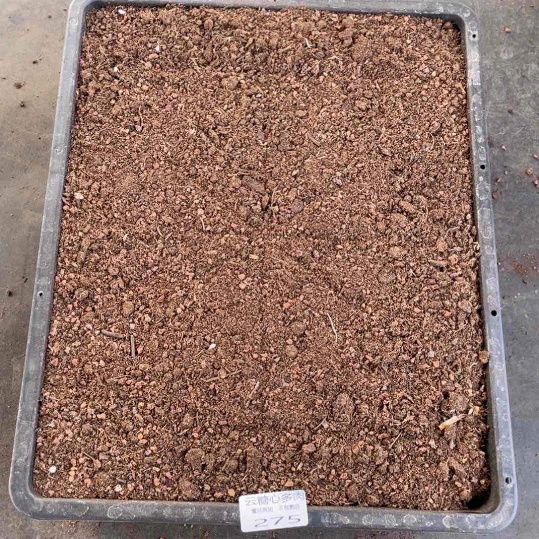 云糖心多肉植物275