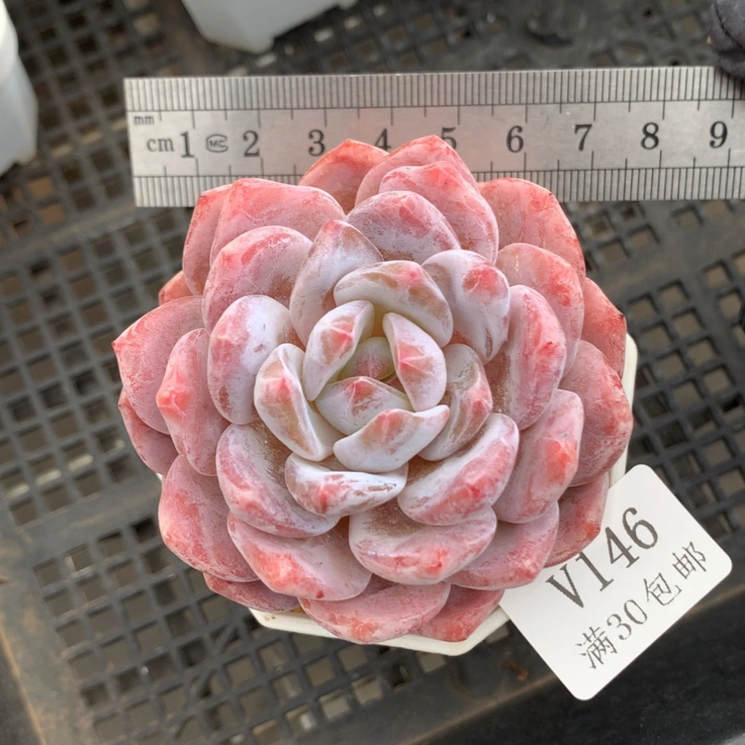 146。花朵脸糖心星影橙。