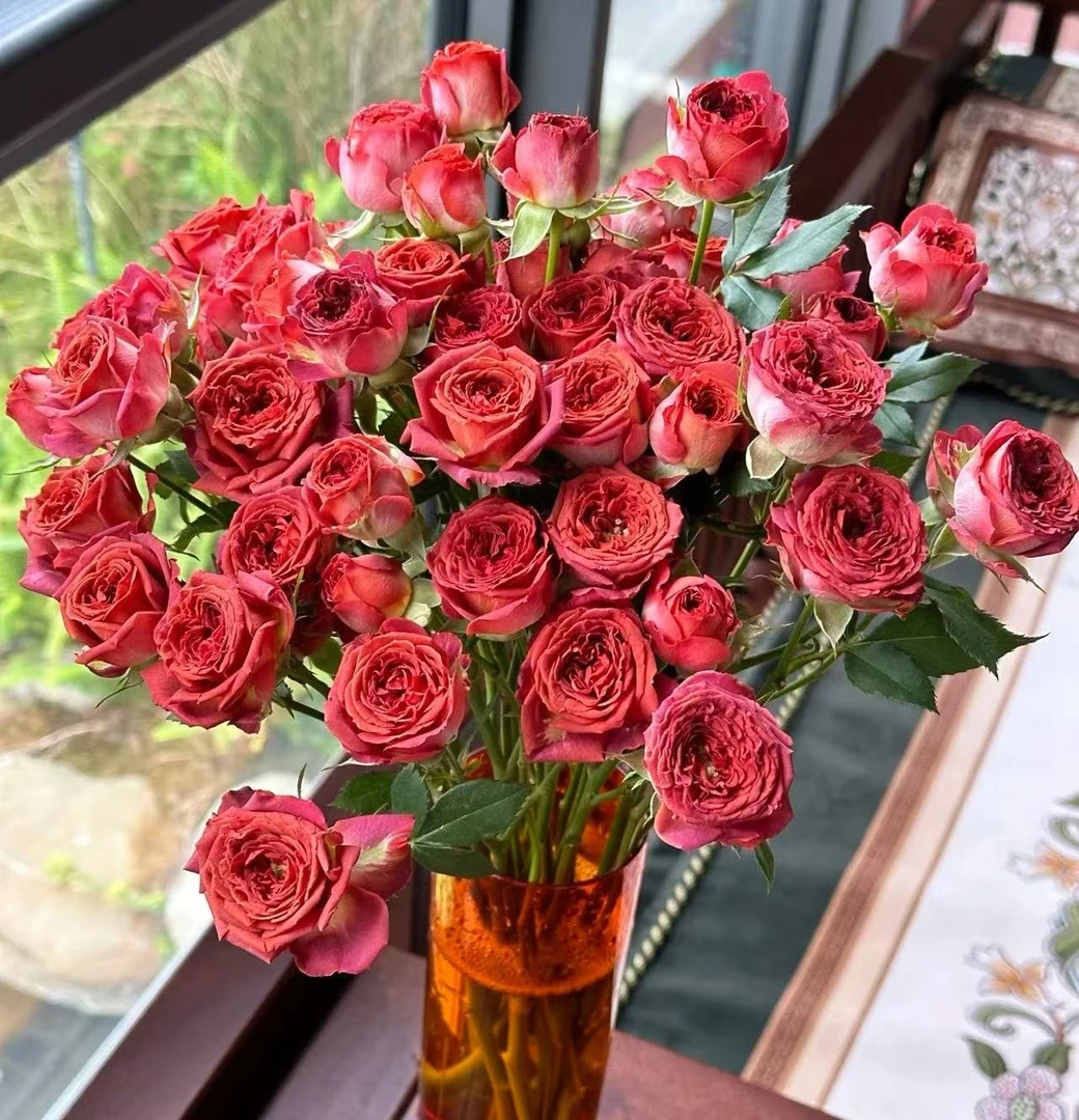 【沉沉专属】10枝巧克力多头玫瑰   云南鲜切花