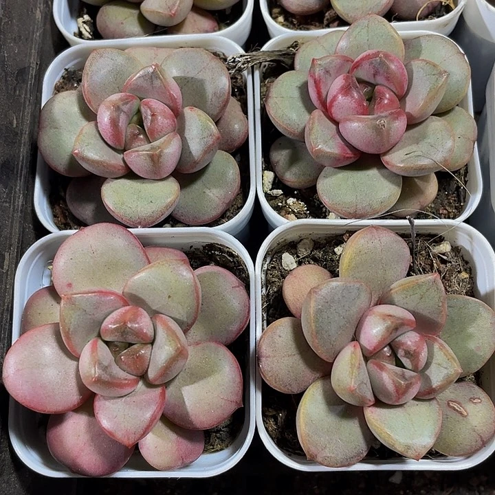 单头葡萄2.8带盆