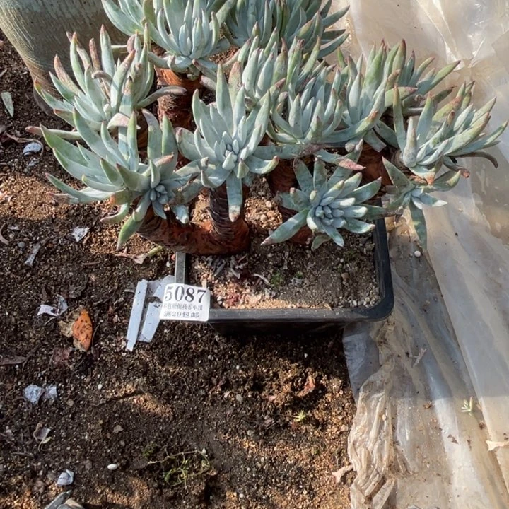 87号奥罗拉多肉植物