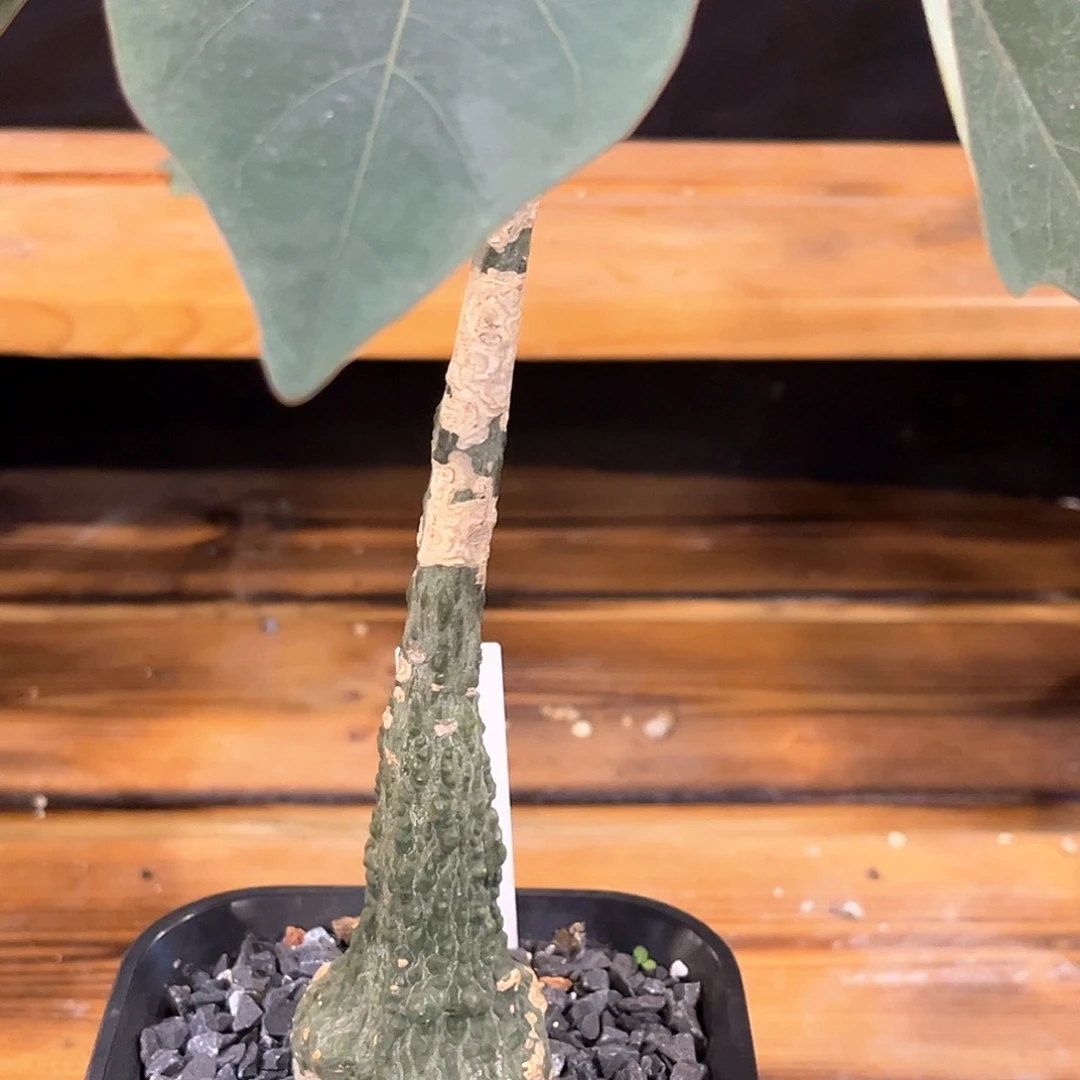 沧*** 潮流植物红叶西番莲