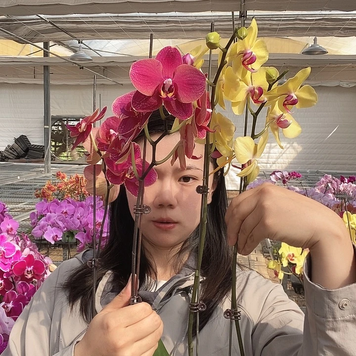 完全开放双花剑突尼斯 摩登娜优惠组合