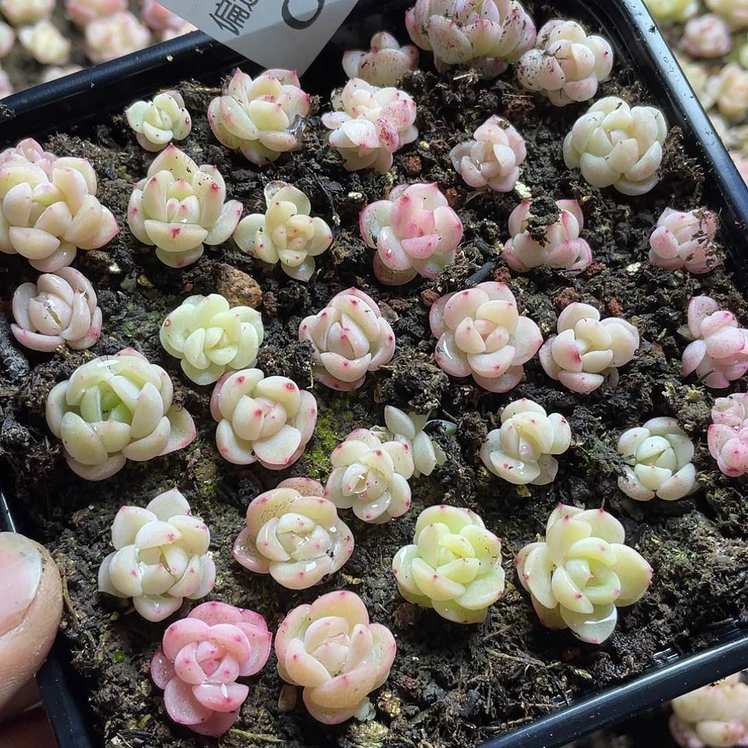 买64珍妮混一物一拍003