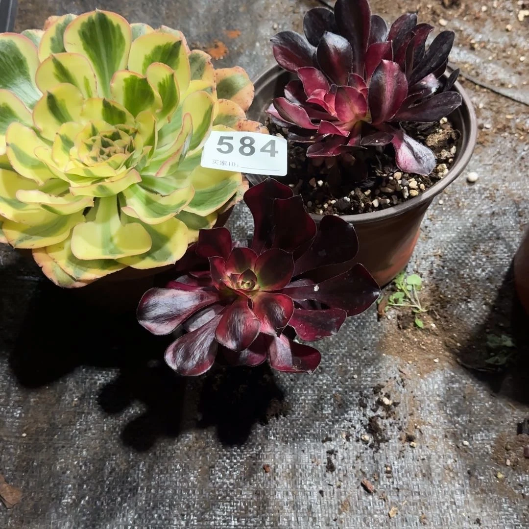 王***？三个小苗多肉植物584