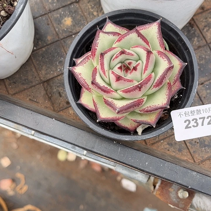 阿雅园艺。       2372乌木