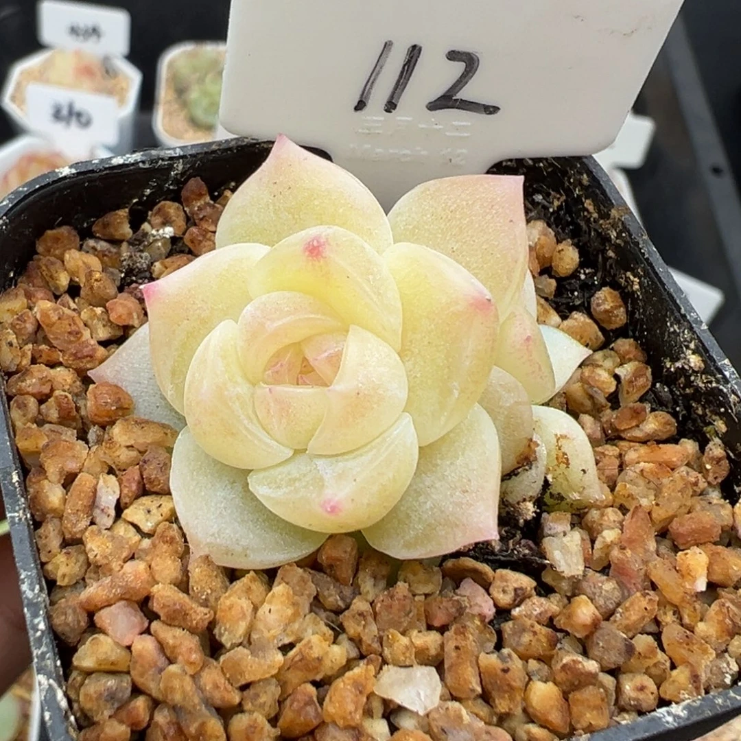 112号白昼带崽 晗雨