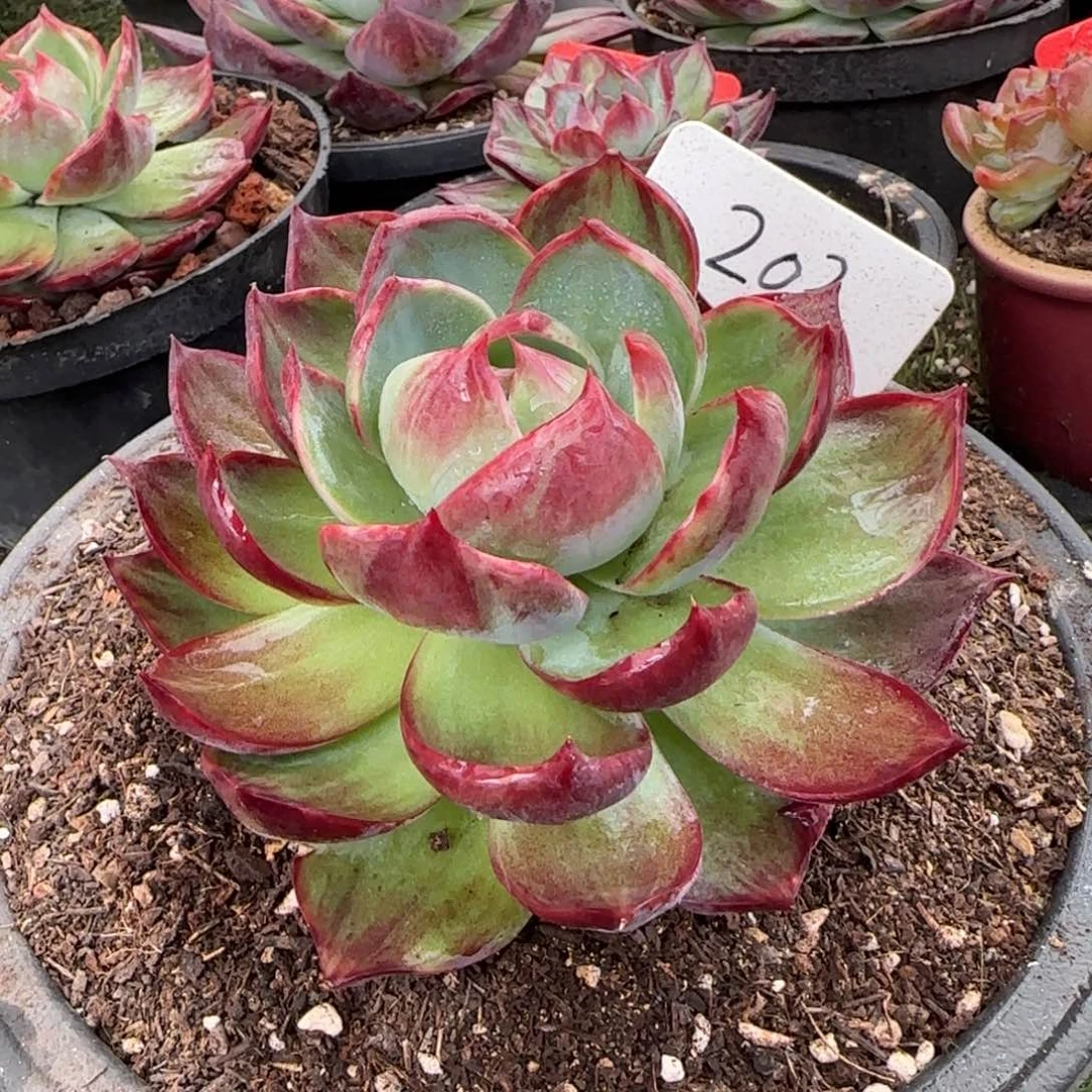 惊鸿一物一拍包装收缩花旱203