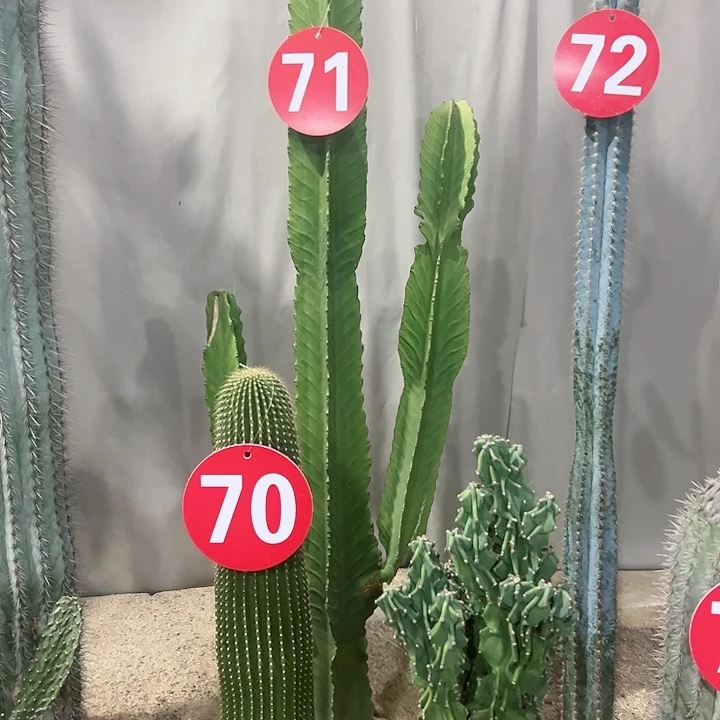 【闪购商品】宝*?大戟阁