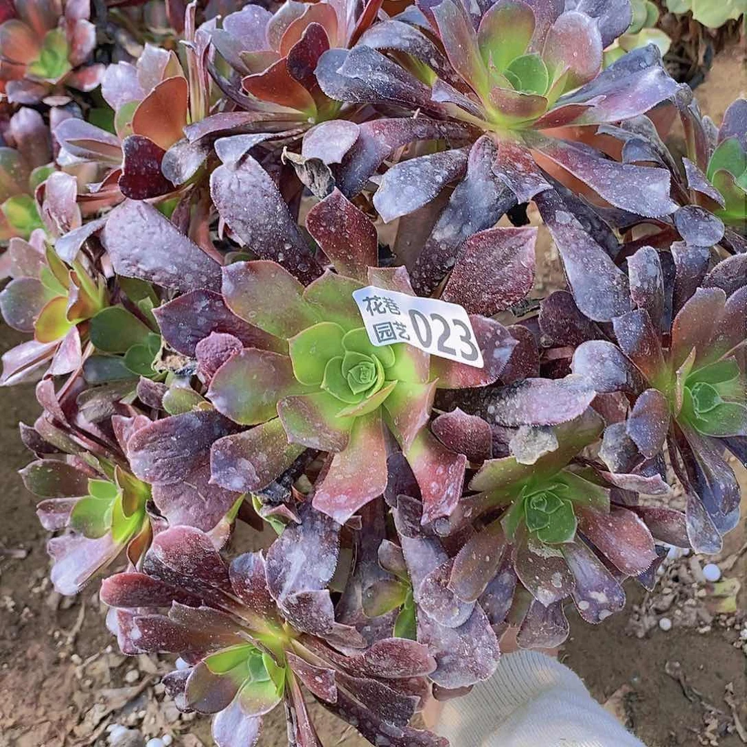 23 号20元包邮不包断枝年后发货