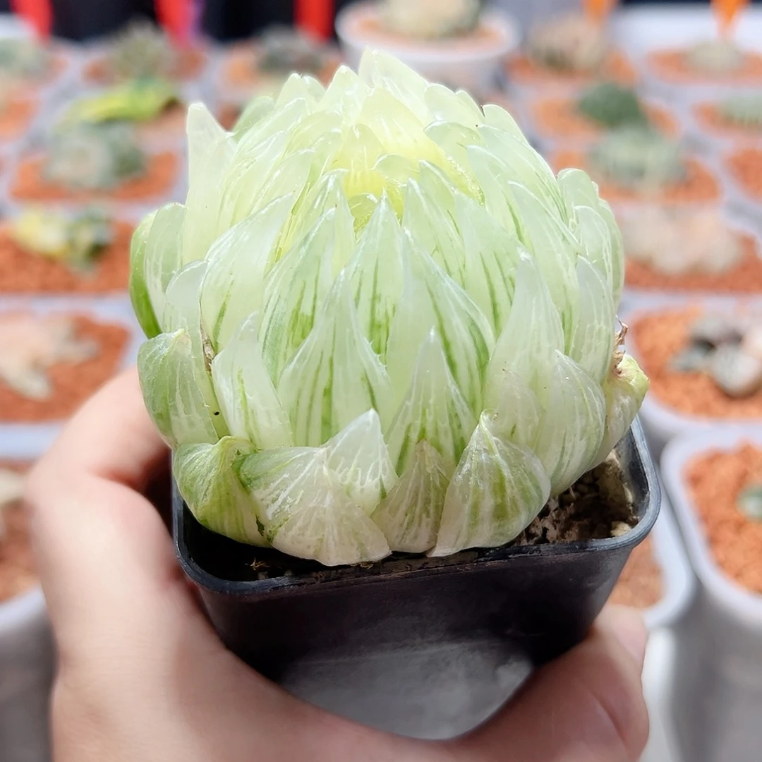 十二卷多肉玉露糊斑