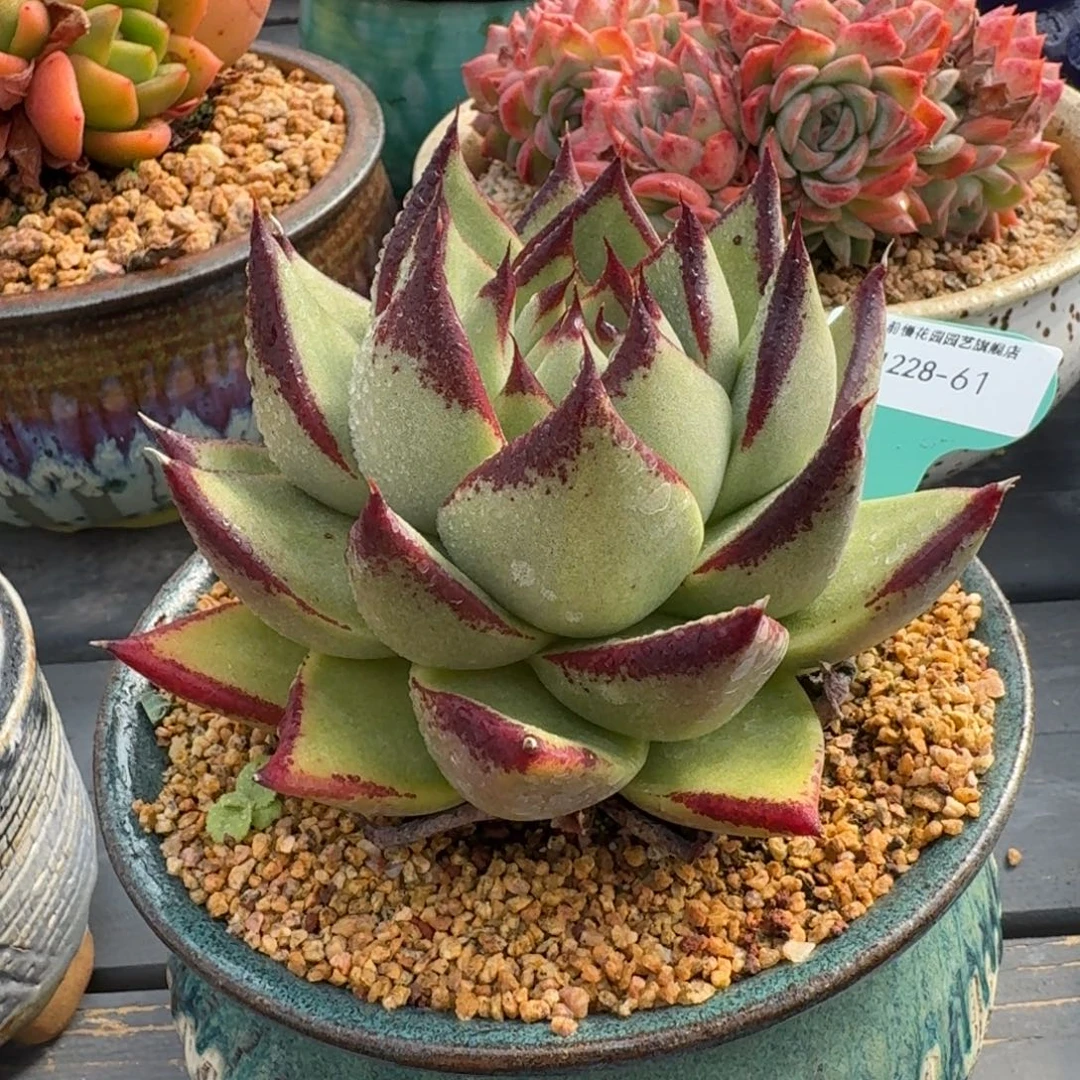 从前慢多肉精选编号1228.61