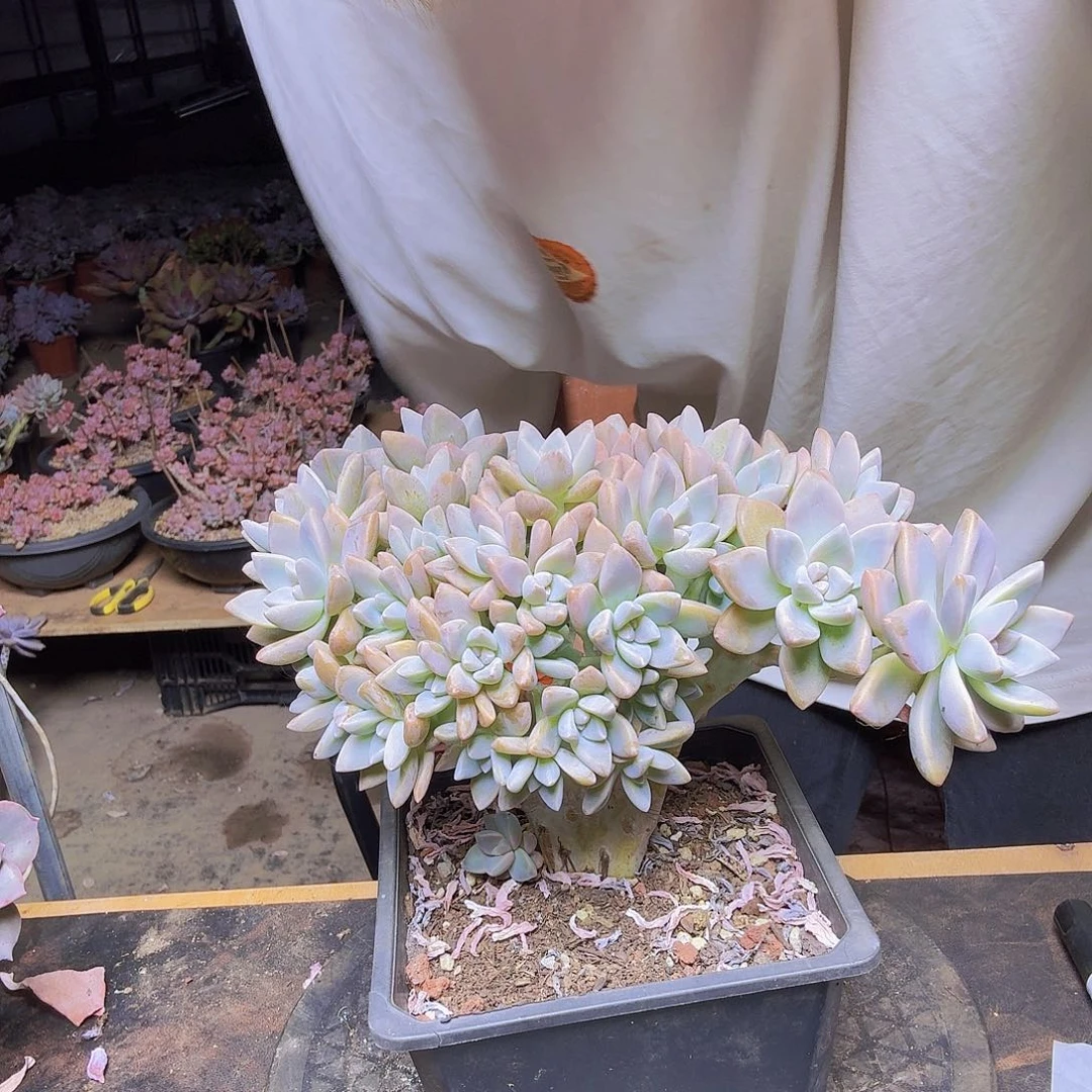 淡雪缀化一物一拍一物一拍