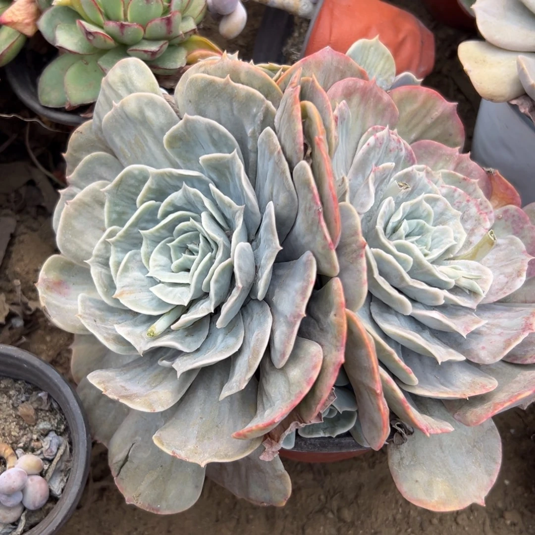 多肉植物多肉植物