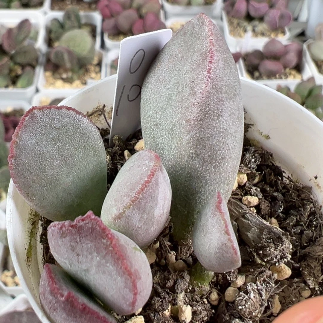 w白粉款实生新品多肉植物