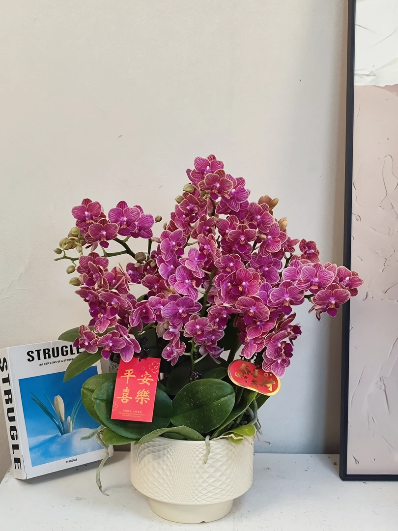 蝴蝶兰【金边玲珑】真花 秋冬耐寒花卉 四季开花 多样性发货
